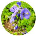 Wholesale pot plant blue color single flower delphinium seeds